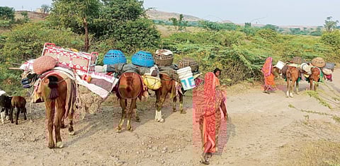 अत्यल्प पावसामुळे मेंढपाळांवर स्थलांतराची वेळ