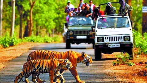 नागपूर : पेंच व्याघ्र प्रकल्पाला ८५ हजार विदेशी पर्यटकांची भेट