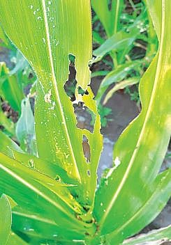 शेतकऱ्यांवरील संकट वाढले ! वातावरणातील बदलामुळे पिकांवर कीड