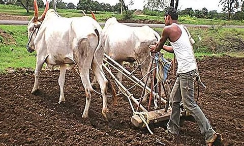 राज्यात रब्बीचा 28 टक्के पेरा