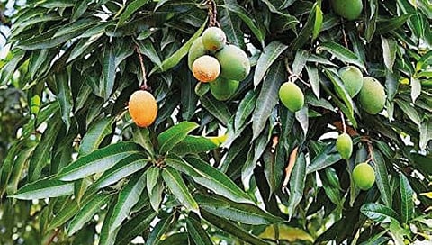 रत्नागिरी : आंबा बागायतदारांचे हिवाळी अधिवेशनापूर्वी उपोषणाचे हत्यार