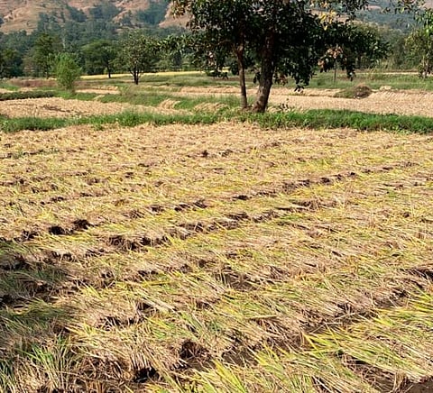 Pune : काढणीस आलेल्या भात पिकाला अवकाळीचा फटका