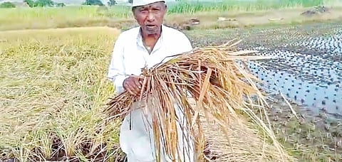 Pune News : खिरेश्वर भागात भात पिकांना फटका