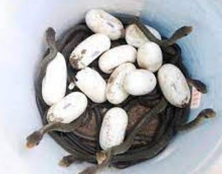 बाप रे! चक्क घरीच उबवली सापाची अंडी