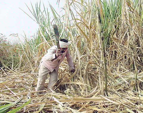 Pune News : उत्पन्नाचा हिस्सा देण्याचा कायदाच नाही