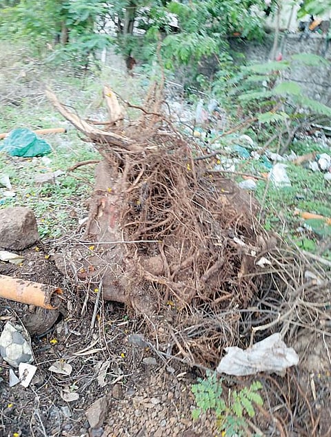 Pune News : बाप रे! चारशेपेक्षा जास्त झाडांची कत्तल