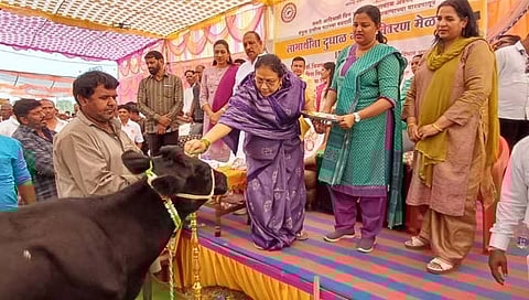 Nandurbar News : ५ हजार लाभार्थ्यांना १० हजार गायींचे वाटप: लक्ष्मी खेडा येथे महाराष्ट्रातील पहिला मेळावा