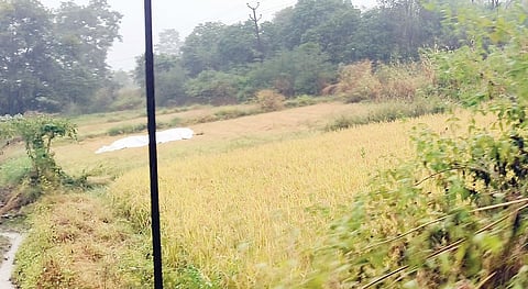 Pune News : वेल्हे-हवेलीसह पश्चिम पट्ट्यातील पिवळं सोनं उद्ध्वस्त