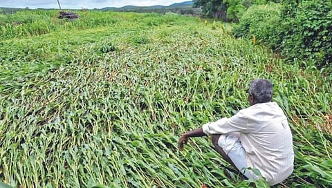 कृषी : आत्महत्या रोखण्याची ‘गॅरंटी’ कधी?