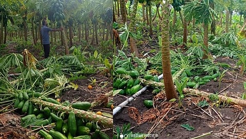 Heavy Rain पिकांचे नुकसान