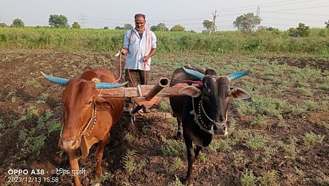 परभणी: अवकाळी पावसामुळे ताडकळस परिसरात दुबार पेरणीचे संकट