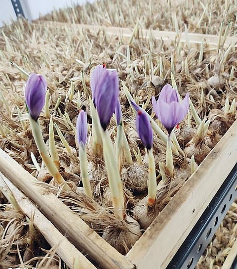 Pimpri News : एका अवलियाने घरातच फुलवली केशरशेती