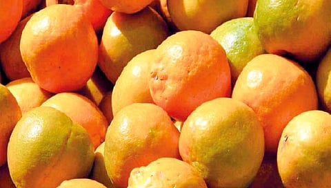 राज्यात उभ्या राहणार ‘फळपीक इस्टेट’