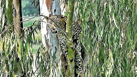 पाडळी बुद्रुकमध्ये बिबट्याचे दर्शन