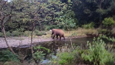 टस्कराकडून नुकसान