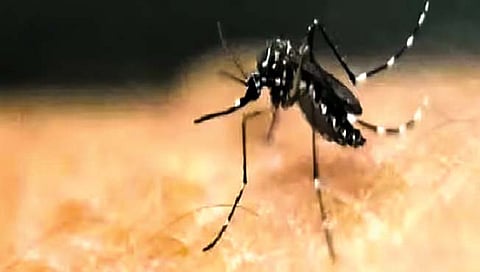 भारतातही वाढले मलेरियाचे रुग्ण