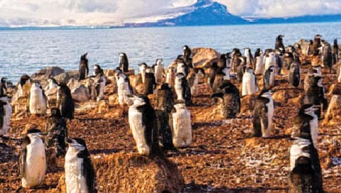 ‘हे’ पेंग्विन दिवसातून 10 हजारवेळा काढतात डुलक्या!