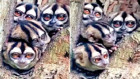 जगभरातील एकमेव निशाचर वानर!