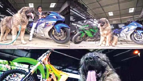 बंगळूर : तब्बल 20 कोटी रुपयांचा कुत्रा!