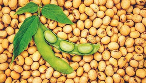 सांगली : सोयाबीनचे उत्पादन कमी, तरीही दरात घट