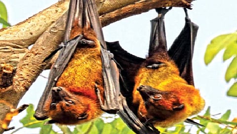 वटवाघळं उलटे का लटकतात?