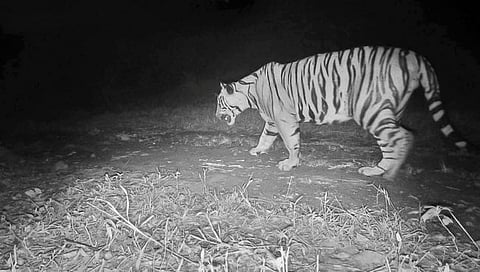 सह्याद्री व्याघ्र प्रकल्पात पट्टेरी वाघ