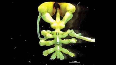 सागरी कोळ्याच्या नव्या प्रजातीचा शोध