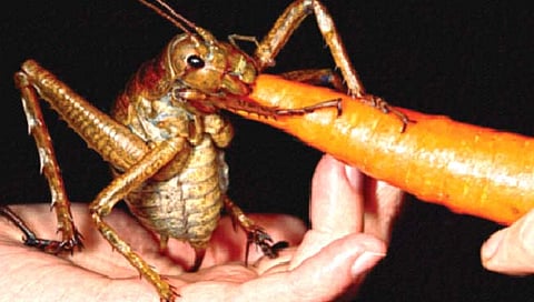 गाजर खाणारा महाकाय किडा!