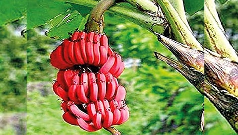 अनोखी, पण आरोग्यदायी लाल केळी