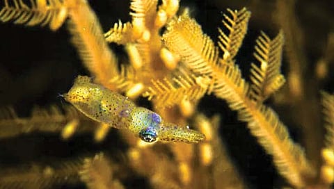 नव्या पिग्मी स्क्विड प्रजातींना जपानी नावे