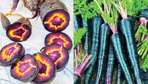 लाल पेक्षाही अधिक गुणकारी असतात काळी गाजरं; शरीराला होतात ‘हे’ फायदे