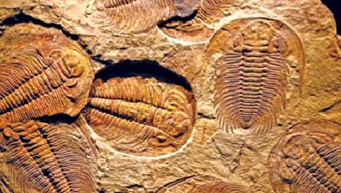 Aquatic : विषारी वायूमुळे झाला होता सागरी जलचरांचा र्हास?