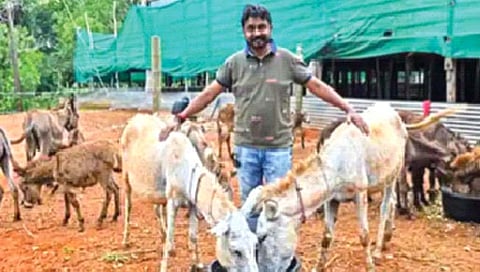 गाढव पाळले आणि त्याचे नशीबच फळफळले!