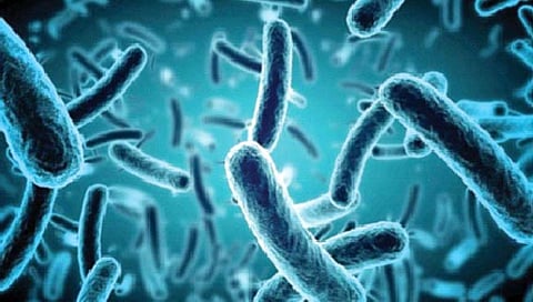 मनुष्याला कसे त्रस्त करावे, हे ही आठवणीत ठेवतात जीवाणू!