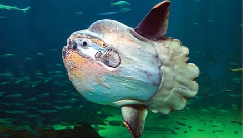 अडीच टन वजनाचा अजस्र मासा!