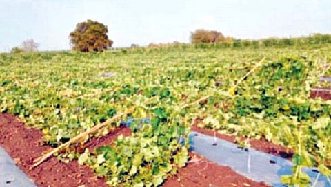 आपत्ती : महाराष्ट्रावर दुहेरी संकट