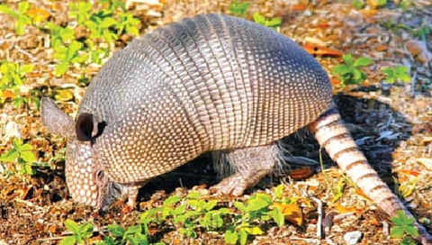 स्वतःचे ‘बुलेटप्रूफ जॅकेट’ घेऊन फिरतो ‘हा’ प्राणी