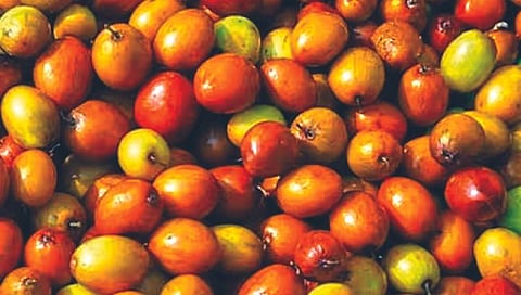 बोरांच्या सेवनानेे वाढते रोगप्रतिकारक शक्ती