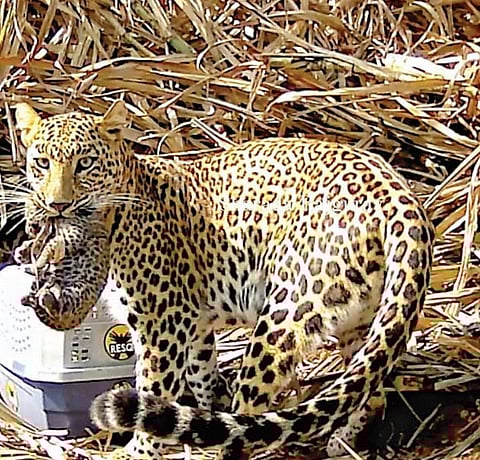 शिंगव्यात पुन्हा आढळले बछडे