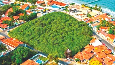 जंगलासारखे दिसणारे सर्वात मोठे काजूचे झाड