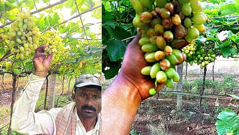 सांगली: जत तालुक्यात अवकाळीमुळे साडेतीन हजार हेक्टरवरील द्राक्ष बागांचे नुकसान