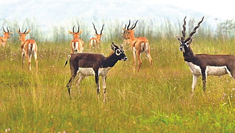Blackbuck : ममदापूरला भरली काळविटांची जत्रा, ताशी ८० किमी धावण्याचा थरार बघण्यासाठी पर्यटकांची गर्दी