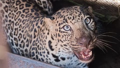 Ahilyanagar Leopard Trap