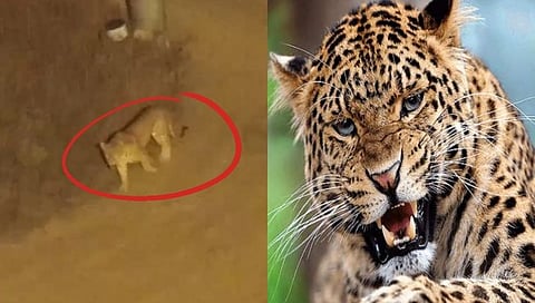 Nashik Leopard News : शेळीचा पाडला फडशा, मुसळगावात बिबट्याचा मुक्त संचार