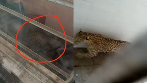 Nandurbar Leopard : हॉस्पिटलमध्ये शिरला बिबट्या; डॉक्टरांप्रमाणे फॉरेस्ट अधिकाऱ्यांचीही उडाली तारांबळ