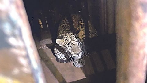 Nashik Leopard : सातपूरला मळे परिसरात बिबट्या जेरबंद, अजून दोन बिबट्यांचा शोध सुरु
