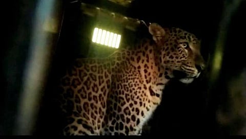Nashik Leopard News : एक-दोन नव्हे 6 बिबटे जेरबंद, नायगाव शिवारात बिबट्यांचा सुळसुळाट