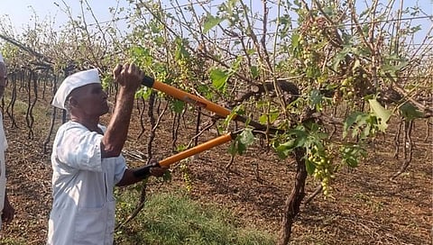 Nashik News : 68 वर्षात अशी गारपीट पाहिली नाही, थरथरत्या हातांनी चालवली कुऱ्हाड