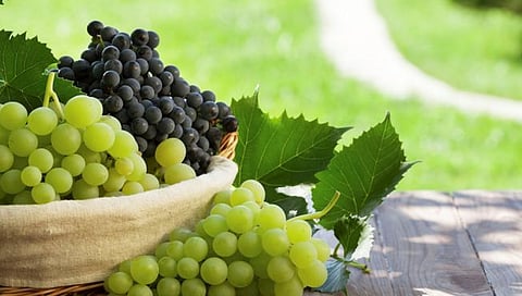 Grape Export : अवकाळीने द्राक्ष निर्यातीला ब्रेक, निर्यातक्षम द्राक्षबाग नोंदणीतही घट