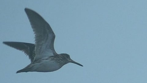 Jack Snipe : घोड्यासारखा काढतो आवाज, नांदूरमध्यमेश्वरमध्ये ‘जॅक स्नाइप’चे दर्शन